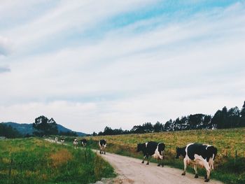 Cows grazing on grassy field