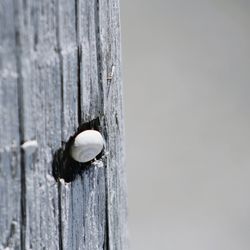 Close-up of horse on wooden post