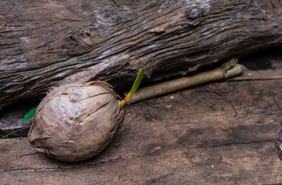 High angle view of plant growing on rock