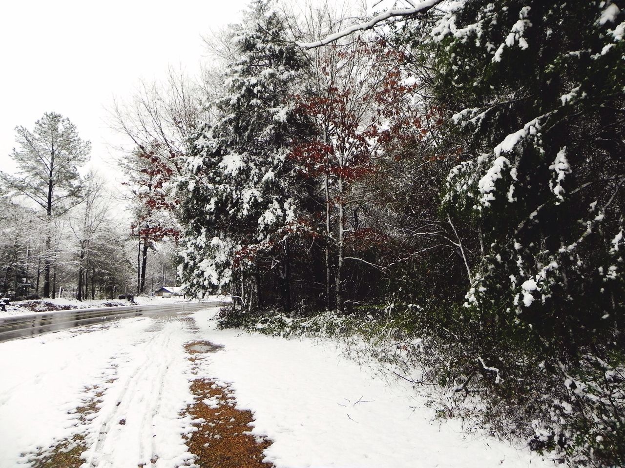 TREES ON SNOW COVERED ROAD