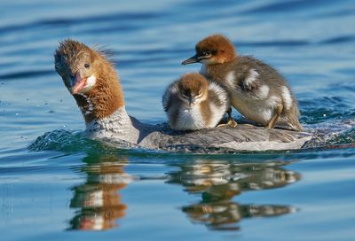 Ducks in a lake