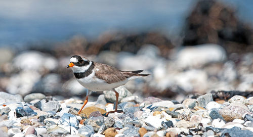 Close-up of bird perching on rock