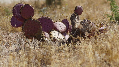 Close-up of sheep on field