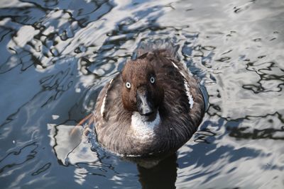 High angle view of duck swimming in lake