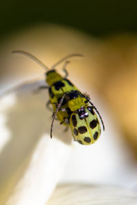 Close-up of insects on leaf