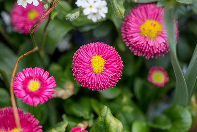 Close-up of pink flowering plants