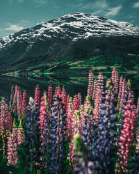 Purple flowering plants on field