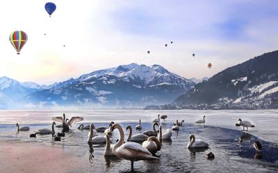 Flock of birds on snow covered mountains against sky