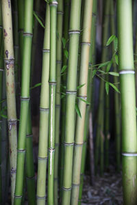 Close-up of bamboo plant