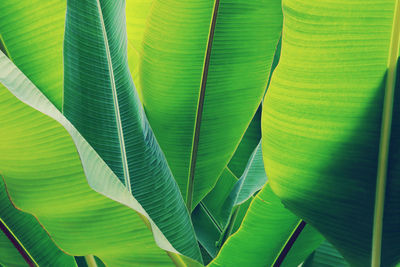 Fresh green leaves of tropical banana as natural texture background