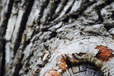 Close-up of tree trunk