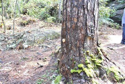 Trees in forest