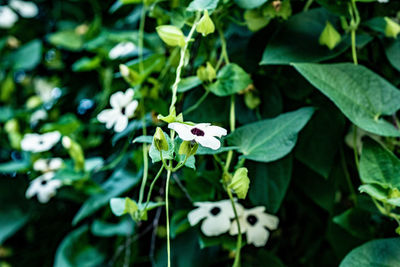 Close-up of white flowering plant