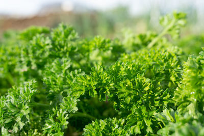 Close-up of fresh green leaves