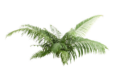 Close-up of fern leaves against sky