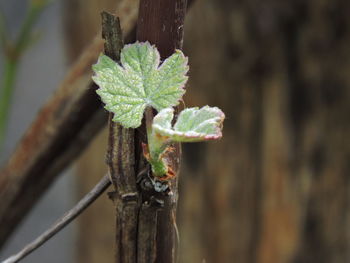 Close-up of plant growing on tree trunk