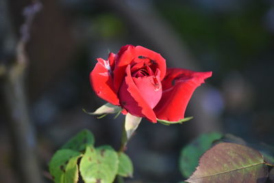 Close-up of red rose