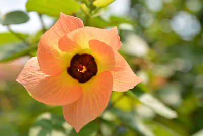 Close-up of orange flower