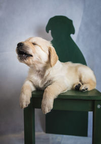 Close-up of dog looking away while sitting on seat