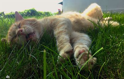 Cat relaxing on grassy field