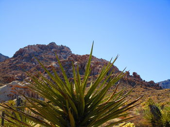 Close-up of cactus plant against clear sky
