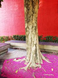 Close-up of pink flower tree in park
