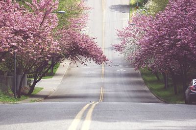 Pink flowers on tree