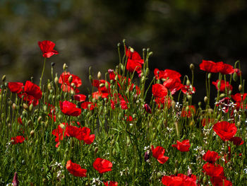 Close-up of red poppies in field