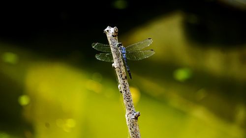 Close-up of spider on web