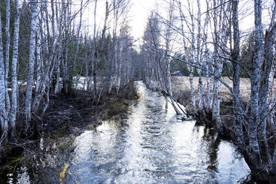 Bare trees by river in forest