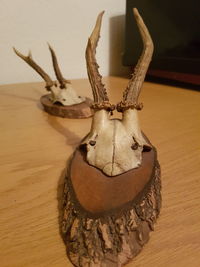 Close-up of animal skull on table