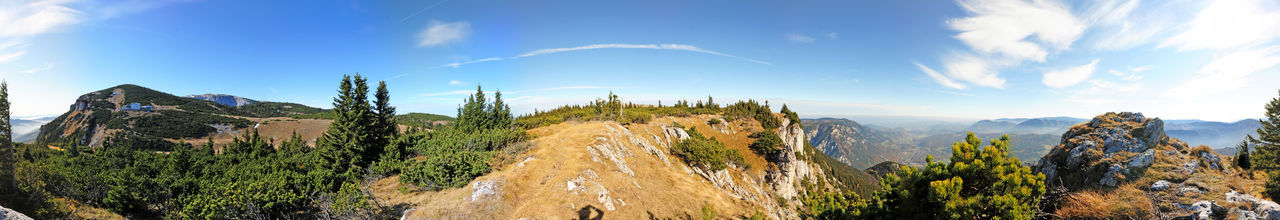 Low angle view of trees against sky