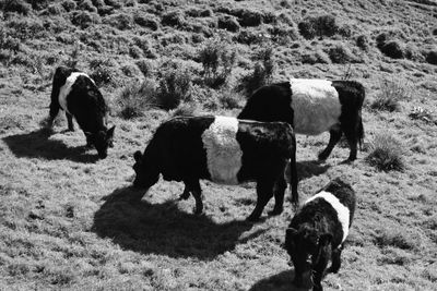 High angle view of cows grazing on field