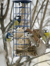 Birds perching on a bird feeder