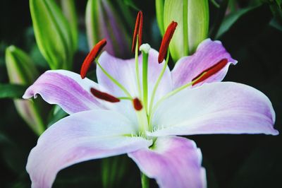 Close-up of purple flower