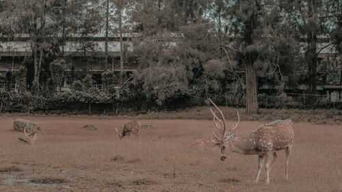 View of deer in the forest