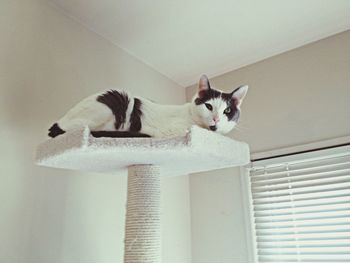 Cat lying on white wall