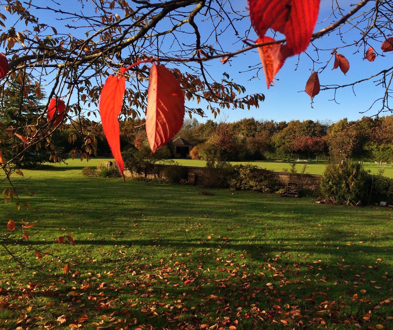 grass, tree, field, tranquility, grassy, nature, growth, landscape, tranquil scene, beauty in nature, sky, red, scenics, park - man made space, green color, clear sky, autumn, day, sunlight, lawn