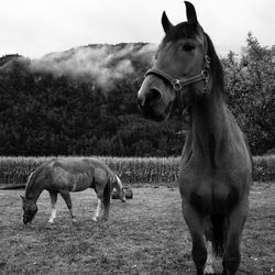 Horses grazing on field against mountains