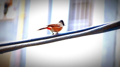 Close-up of bird perching on red outdoors