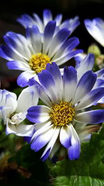 Close-up of flower blooming outdoors