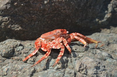 Close-up of lizard on rock