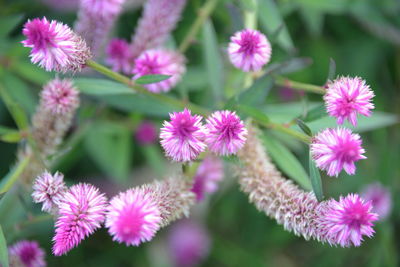 Close-up of pink flowering plants