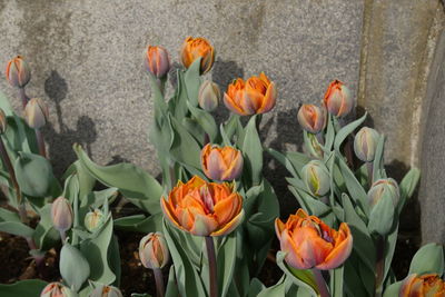 Close-up of orange flowers blooming outdoors