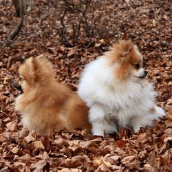 High angle view of pomeranian dogs on autumn leaves