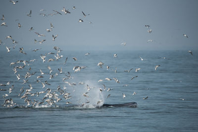 Flock of birds flying over sea