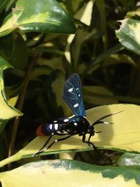 Close-up of damselfly on plant