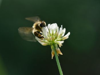 Close-up of honey bee on flower