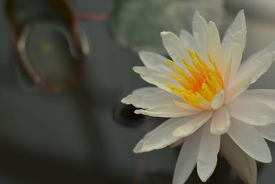 Close-up of yellow flower