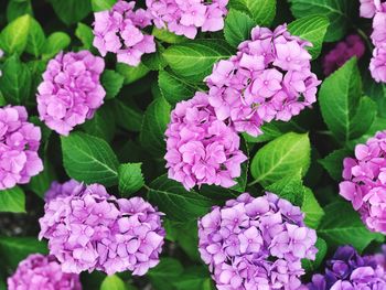 High angle view of purple flowering plants in park